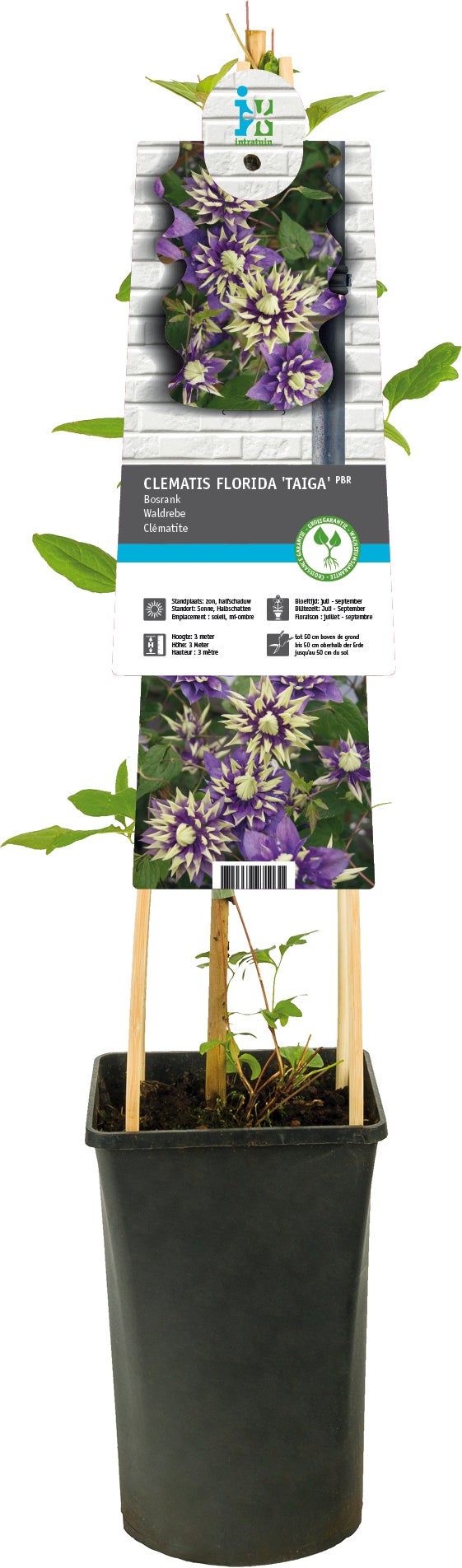 Grootbloemige bosrank (Clematis florida 'Taiga') D 17 H 75 cm