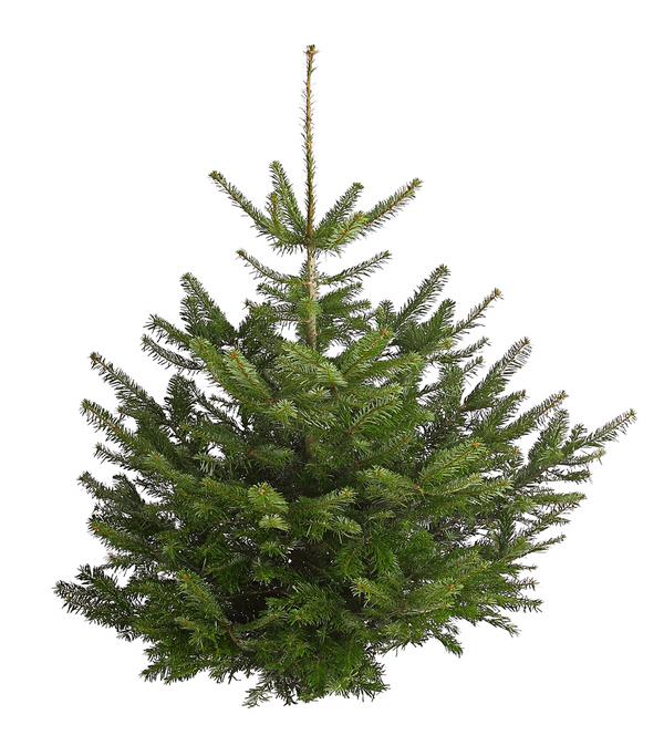Nordmann-Tanne, ca. 120-175 cm, gesägt