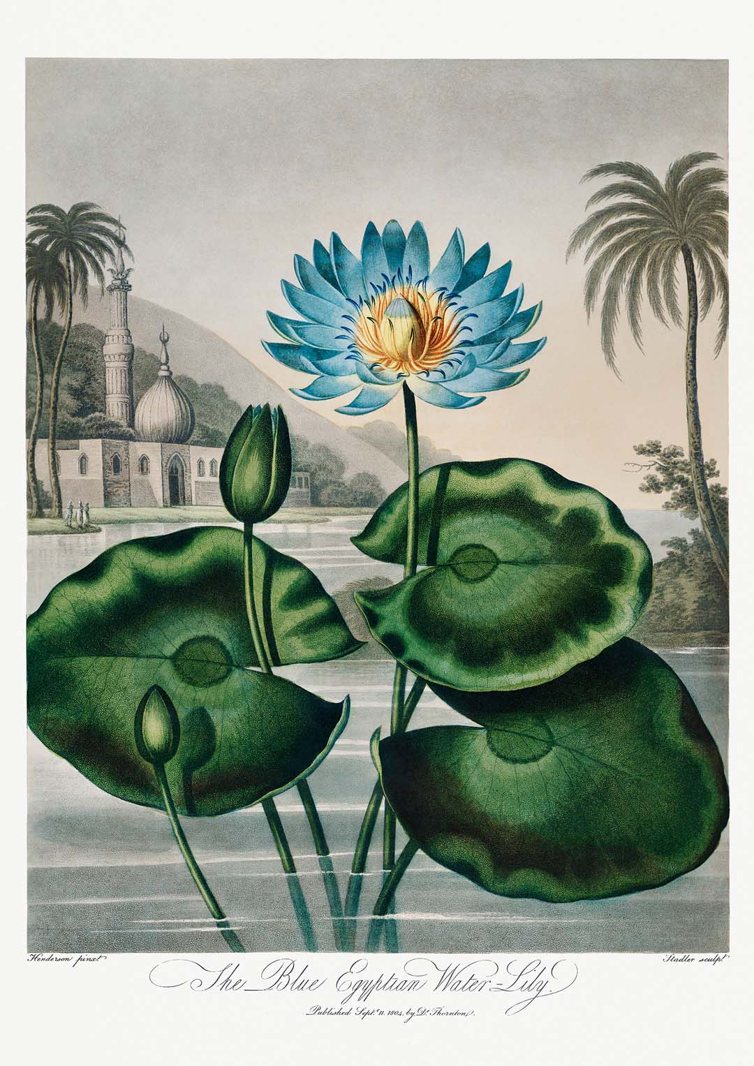 Blumendruck Ägyptische Seerose Tempel der Flora