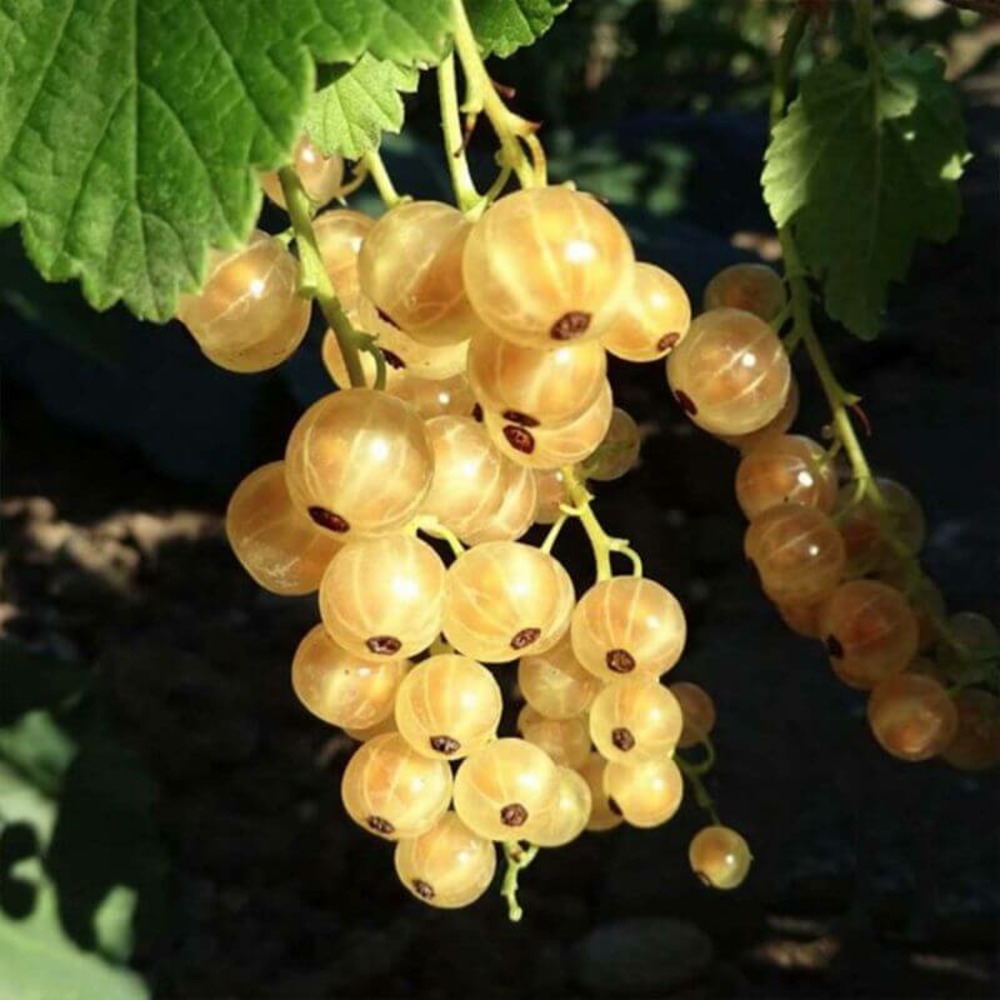 Groseillier 'versaillaise blanche' - conteneur 1,5l