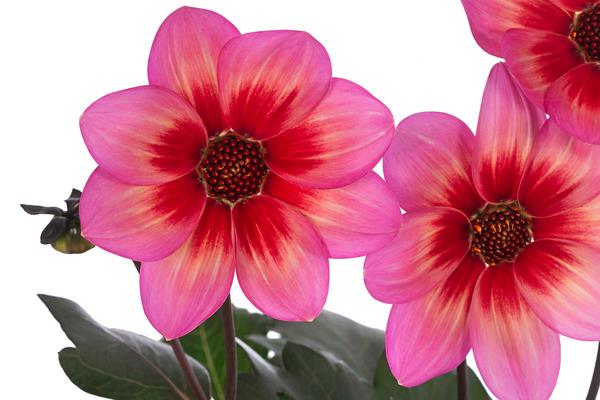 Dahlie 'Dahlegria Tricolore'