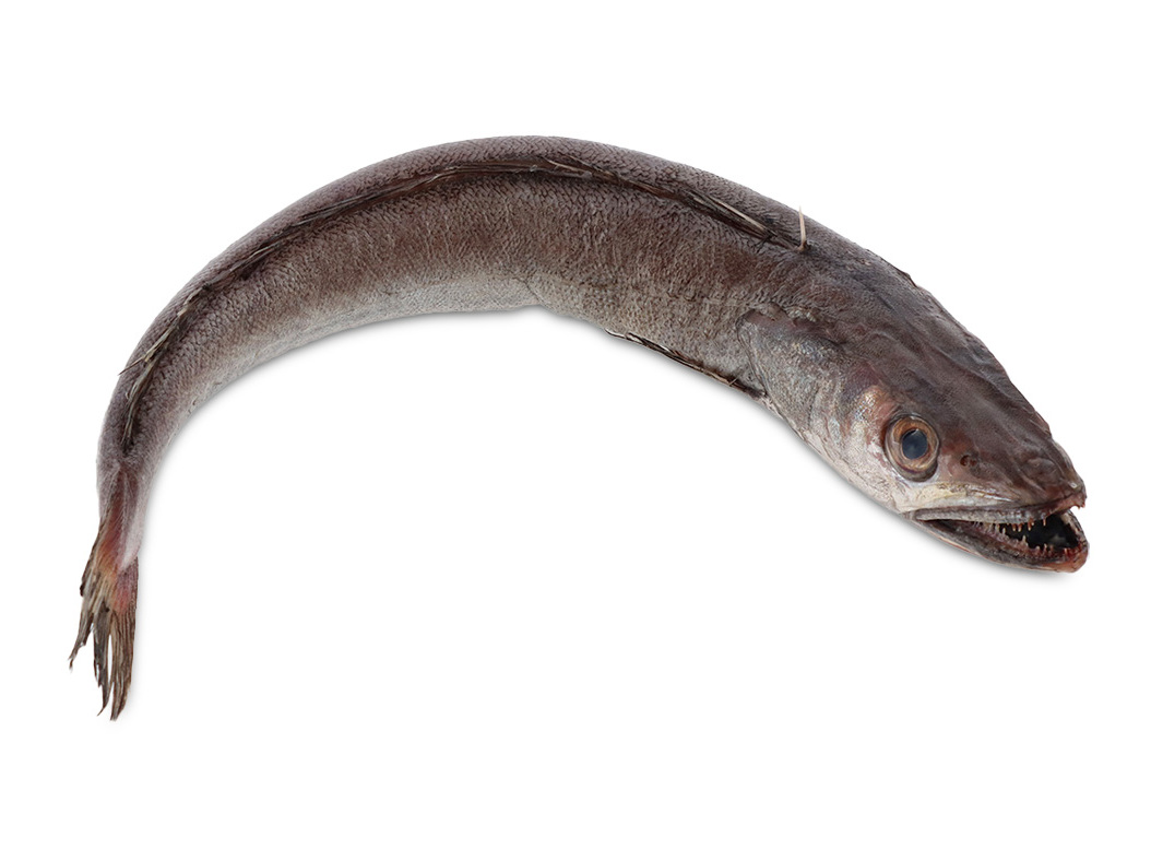 PESCADA REDE KG