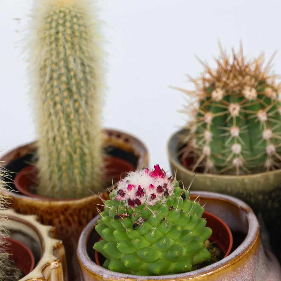 Mix cactus - Set van 12 - Cactus - Hoogte 5-10cm - ⌀5,5cm