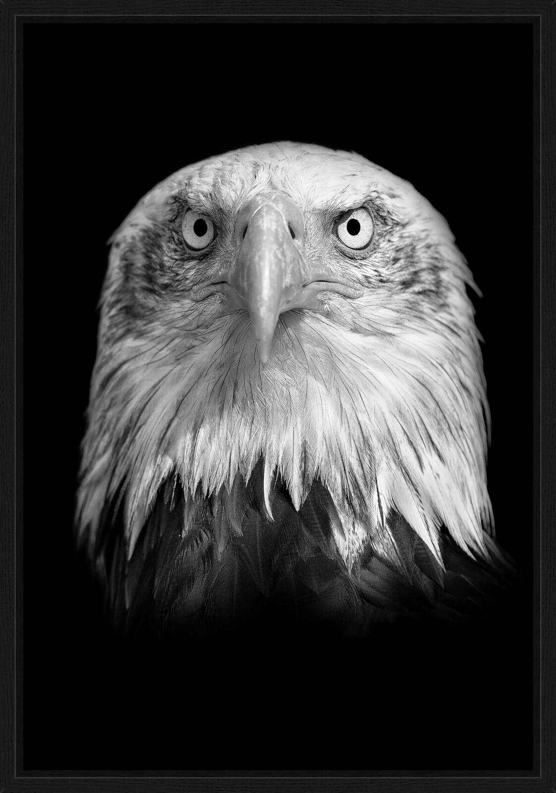 Weisskopfadler by Claudio Gotsch - Limited Edition. Edition of: 100. Signed.