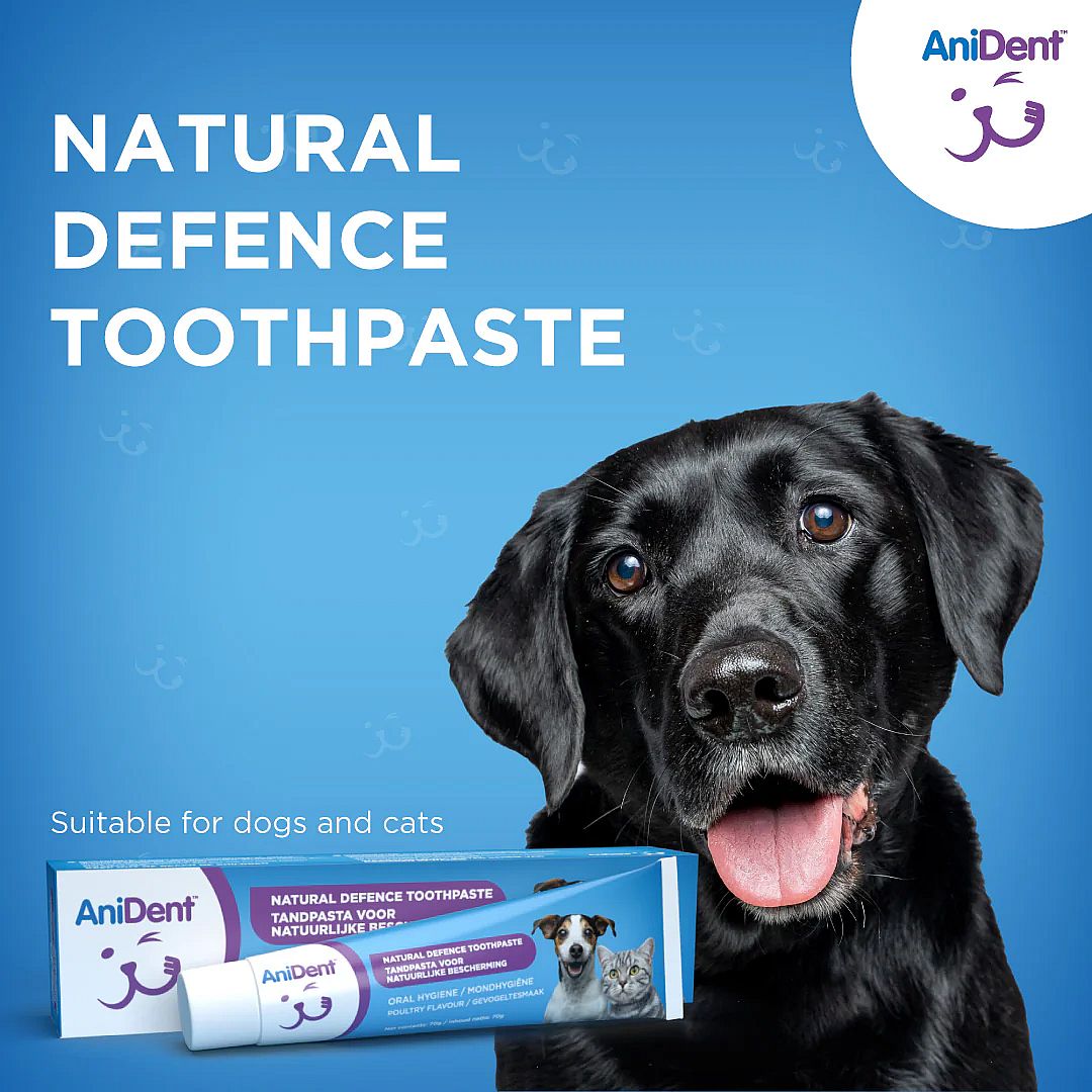 Anident Tandpasta Hond Kat 70 gram | 11878