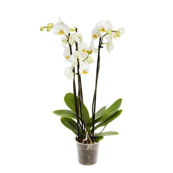 Orchidée Phalaenopsis 4 tiges - pot D.12 cm
