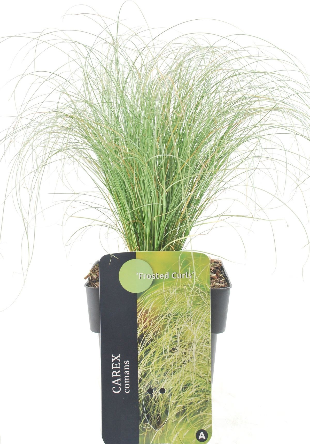Zegge (Carex comans 'Frosted Curls') D 17 H 30 cm