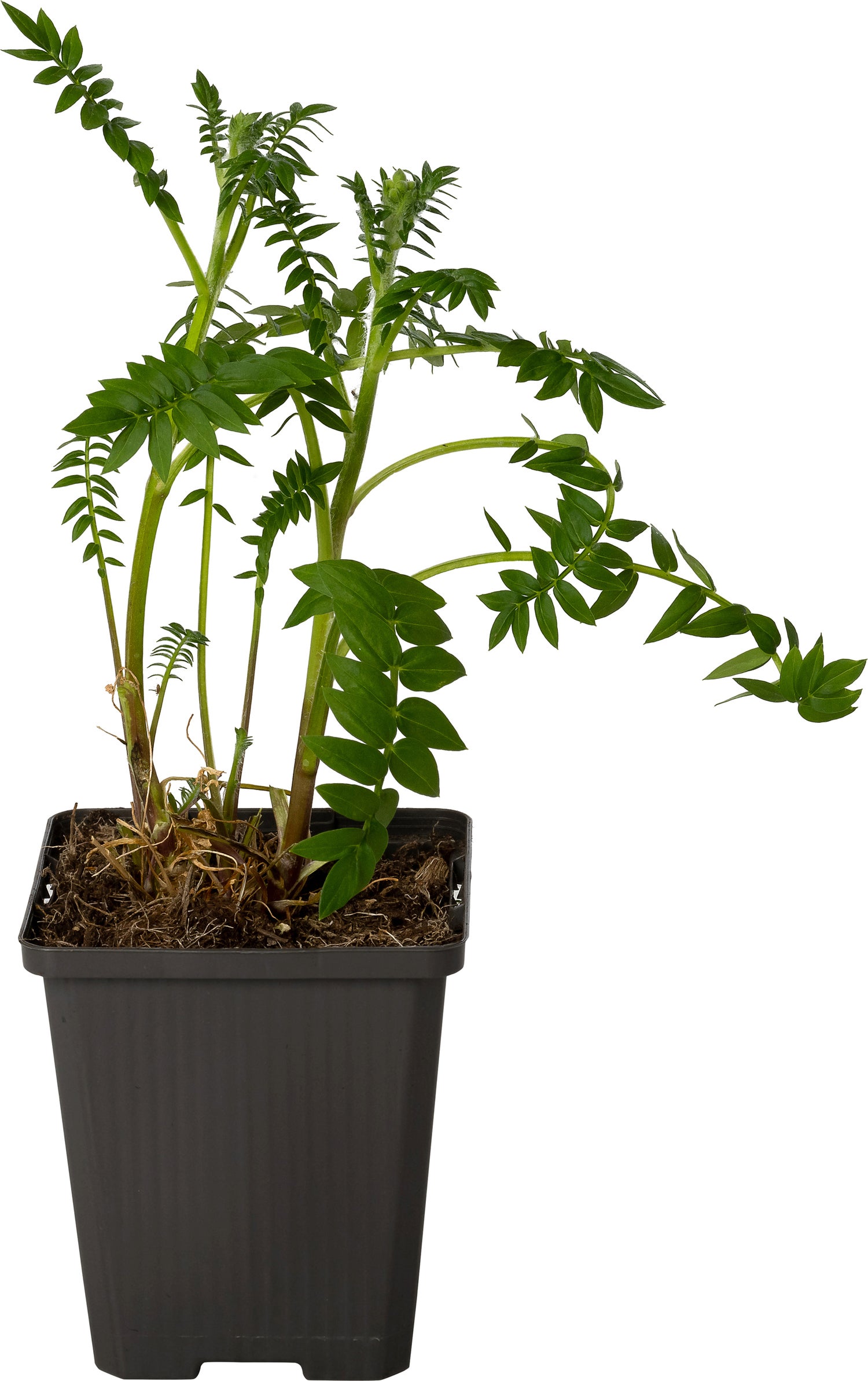 Jacobsladder (Polemonium reptans 'Blue Pearl') D 9 H 10 cm