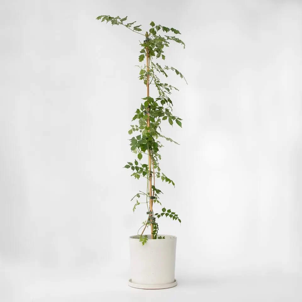 Trompetbloem - Campis radicans 'Flava' - Hoogte 110-120cm - ⌀17cm