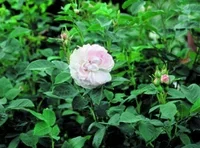 Rosa (Alba Group) 'Maiden's Blush' Buskrose 'Maiden's Blush' Ø19 cm