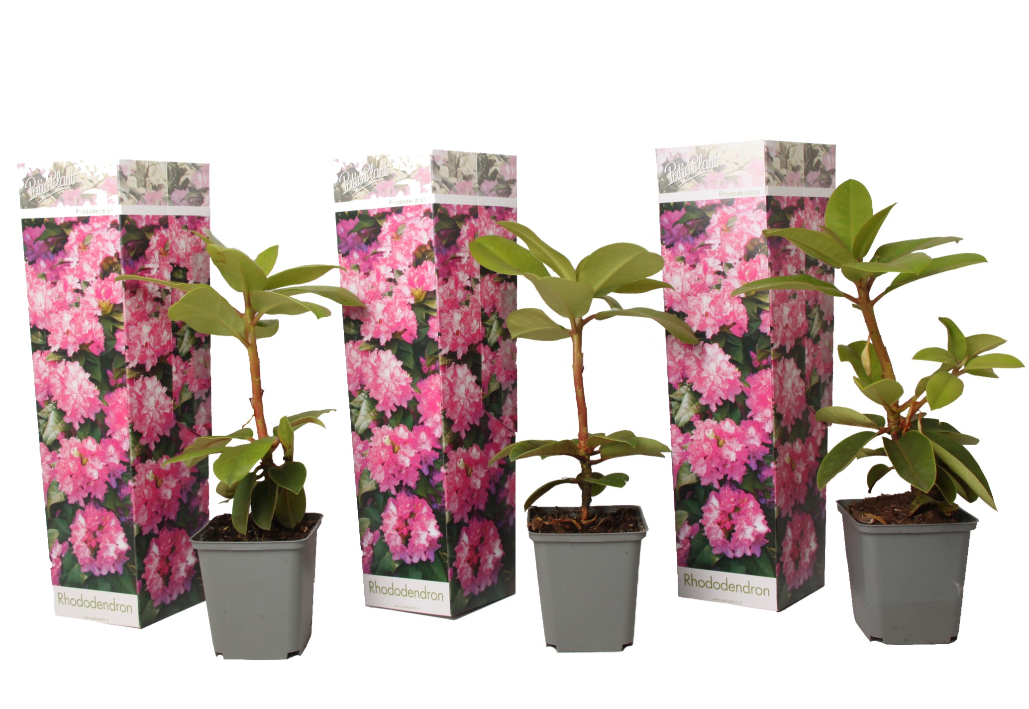 Rhododendron 'elegans pink' rose - set de 3 - pot 9cm - hauteur 25-40cm