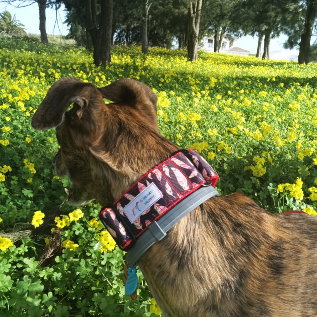 EGV - Coleira Martingale de 4 cm de largura, coleira para galgo feita à mão na Espanha (penas)