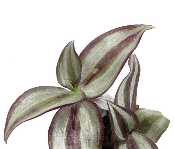 Dreimasterblume - Tradescantia 'Purple