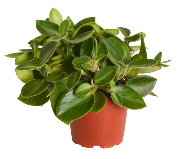 Peperomie - Peperomia orba 'Pixie Lime'