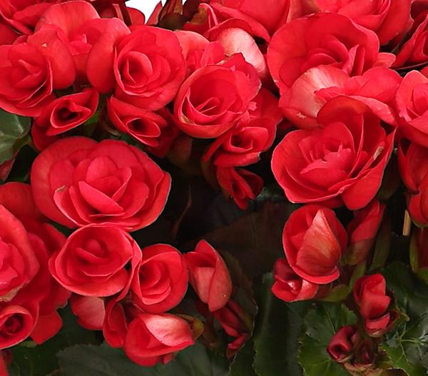 Elatior-Begonie - Begonia elatior, Busch,