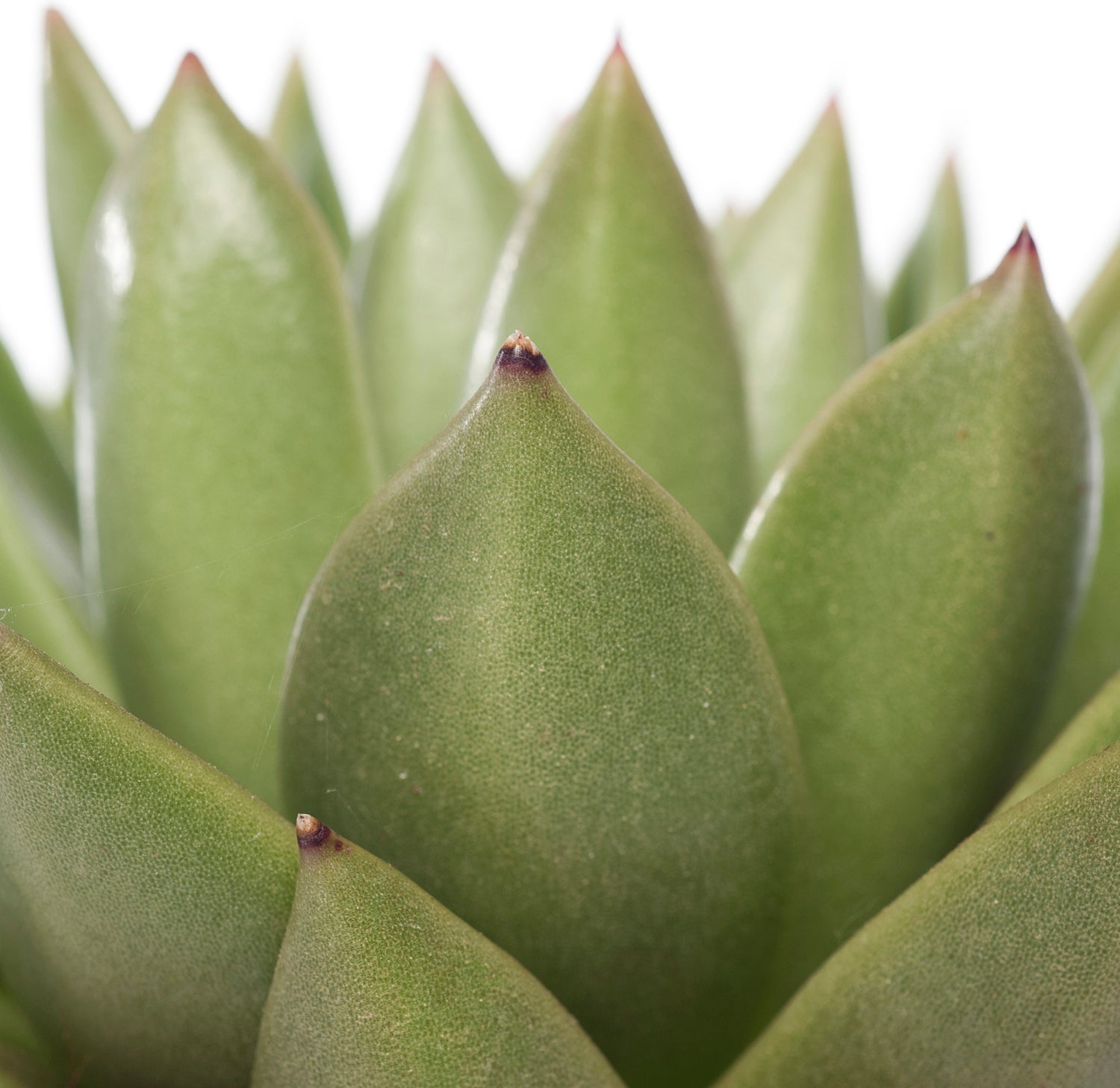 Echeveria (Echeveria 'Miranda') D 12 H 14 cm