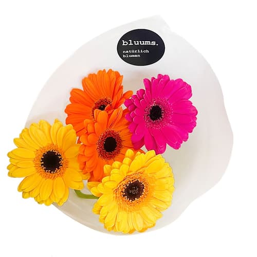 bluums. Germini bunt