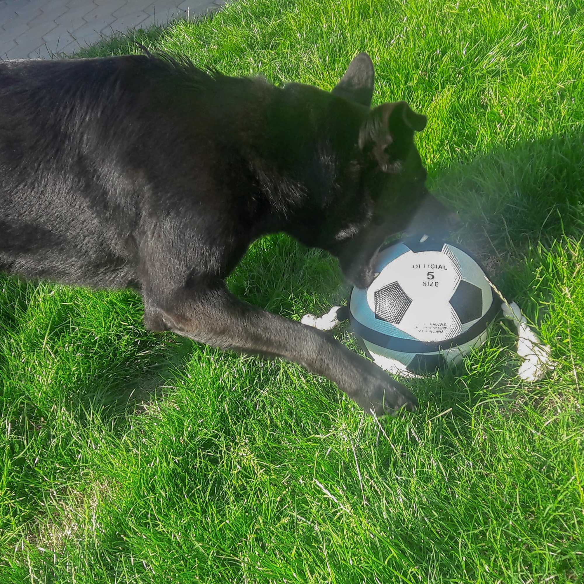 Hunde Fussball mit Griffseilen - Hundeball