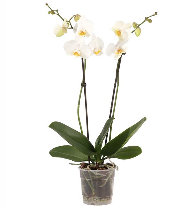 Schmetterlingsorchidee - Phalaenopsis