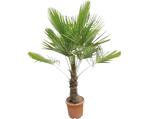 Henneppalm FloraSelf Trachycarpus fortunei Stamhoogte 30-40 cm Totale hoogte 110-120 cm Ø 34 cm Pot Verdicht