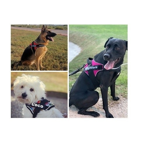 Coleira Super Doggy, estampa de leopardo personalizada, amarela