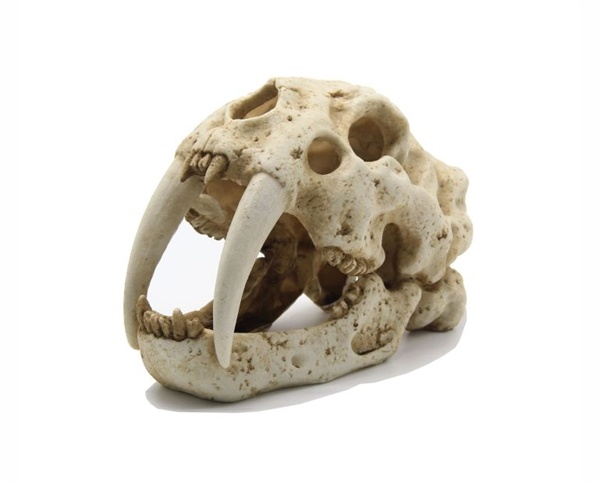 Blue Belle Pacific Tiger Skull | Aquariumdecoratie