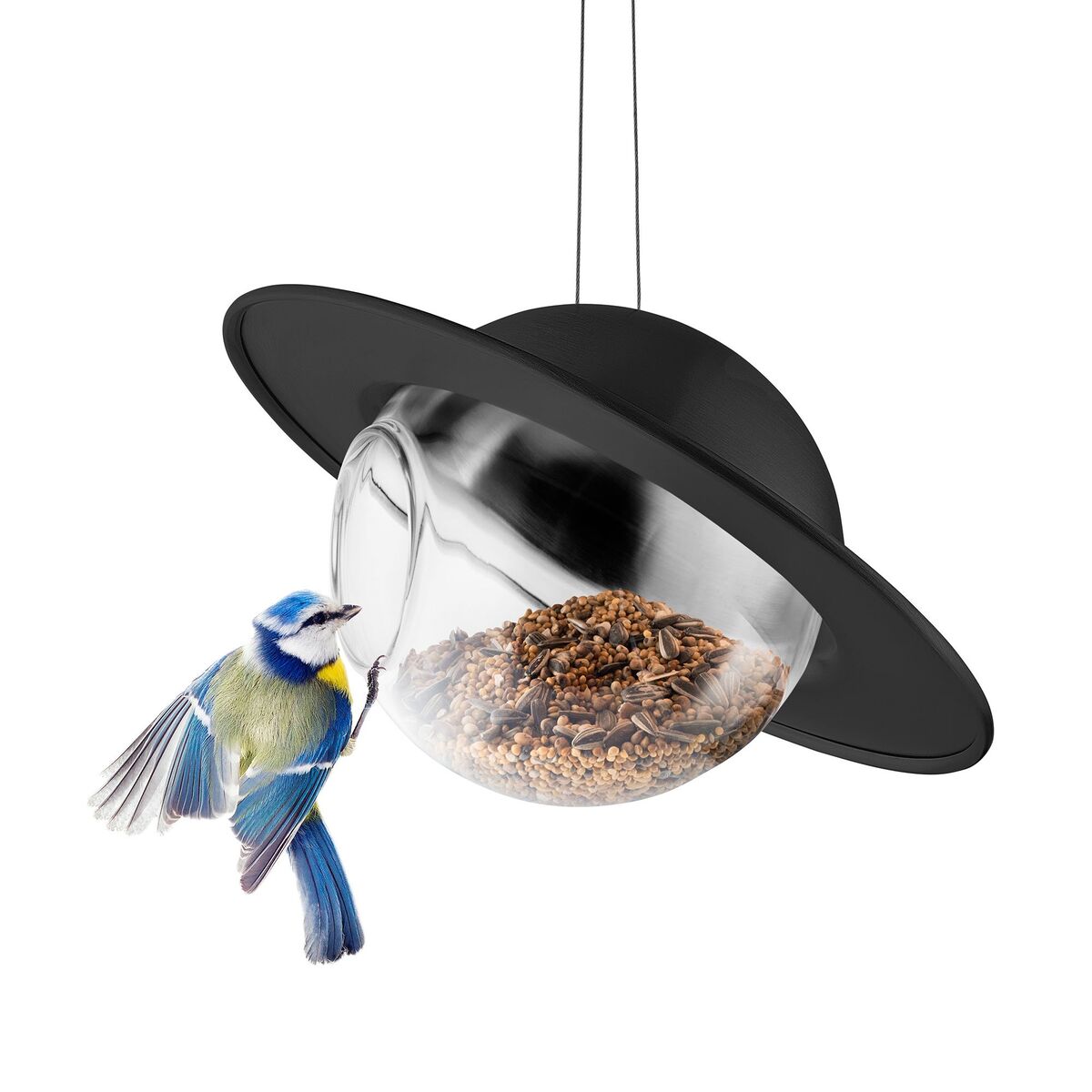 Saturn fuglemater, svart