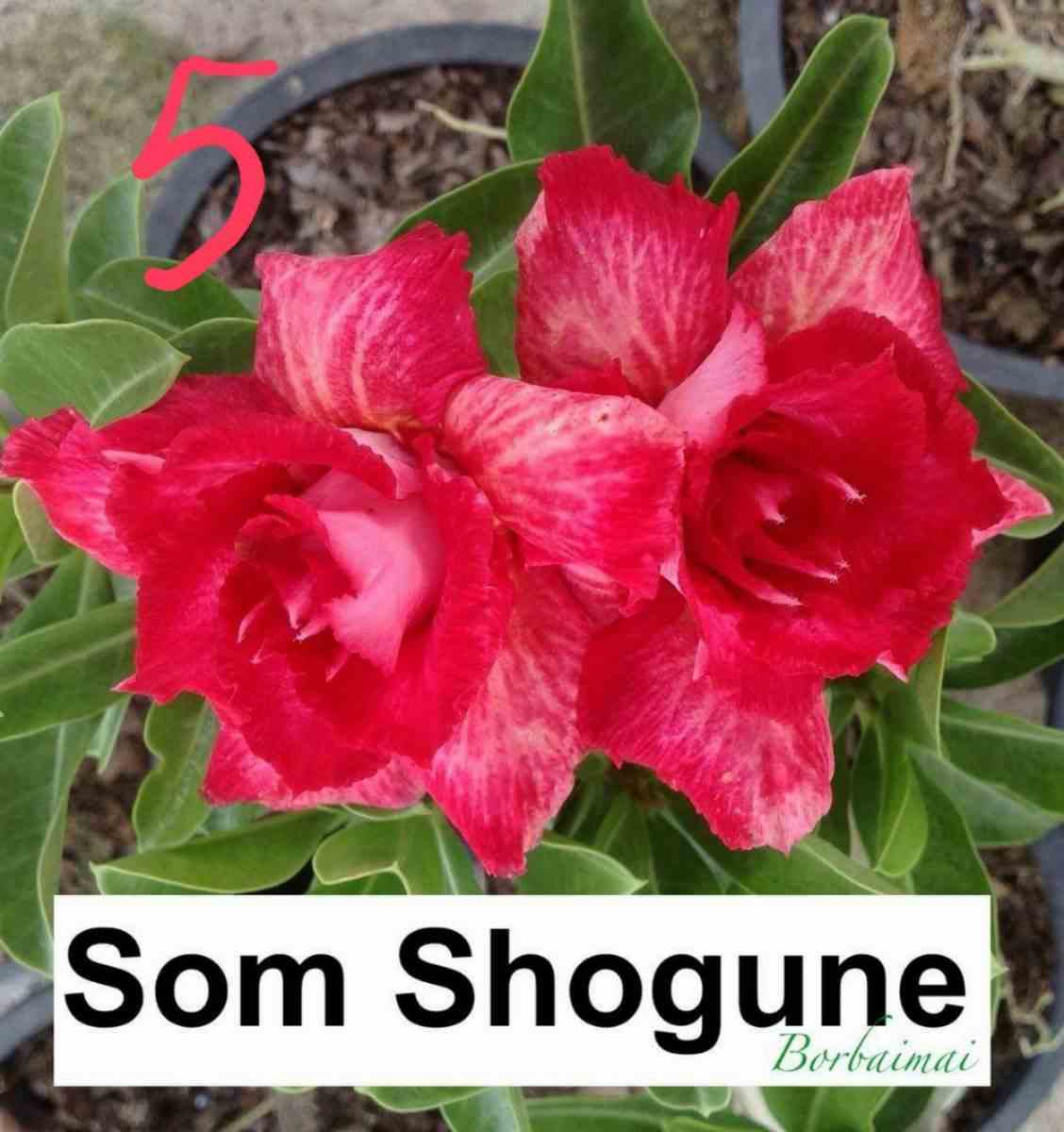 Adenium obesum cv.som shogune rouge - taille caudex d'environ 150g