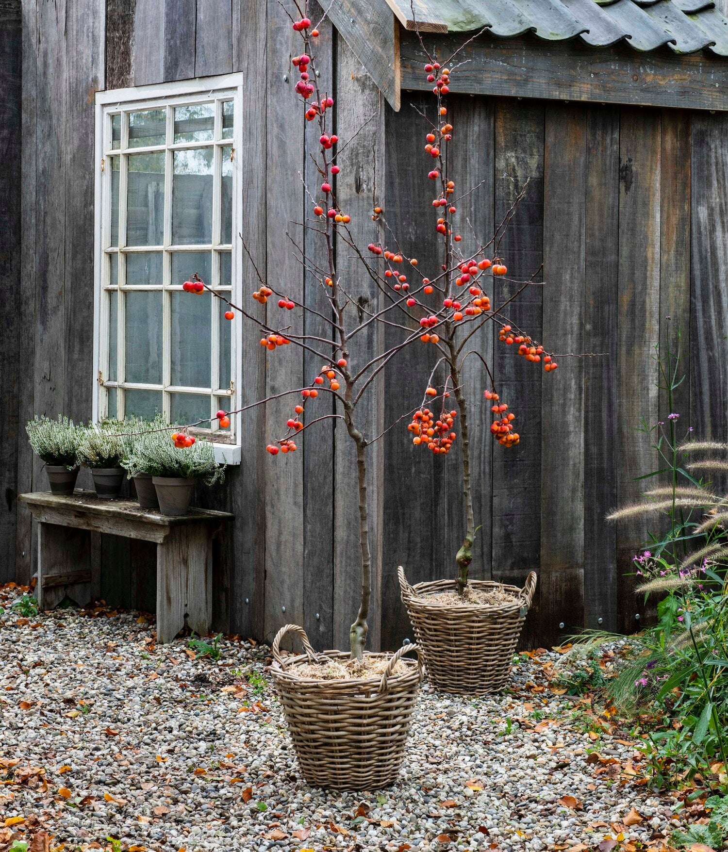 Sierappel (Malus 'Red Sentinel') D 28 H 160 cm