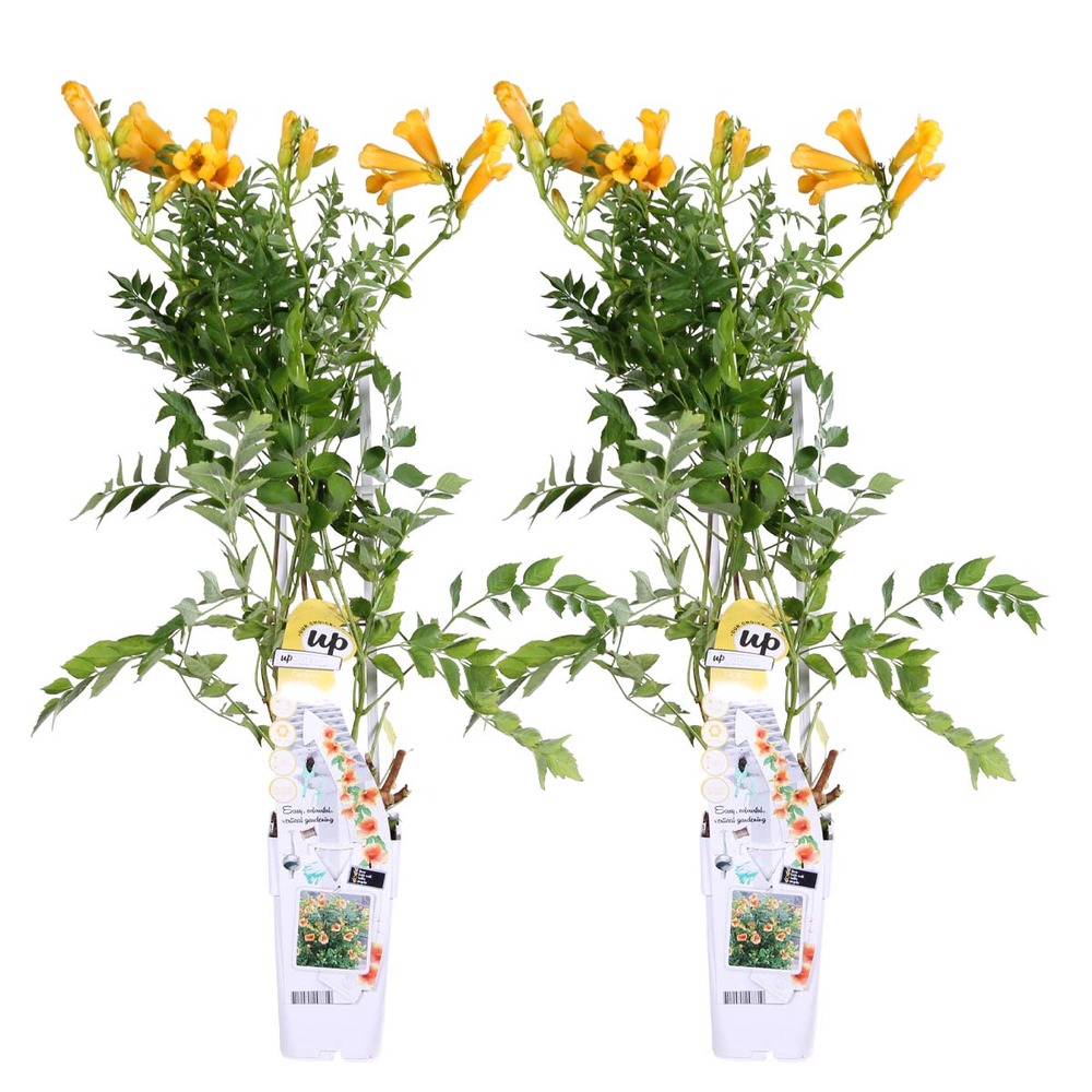 2x campsis gold trompette – trompette fleur – creeper – hardy - ⌀15 cm - ↕60-70 cm