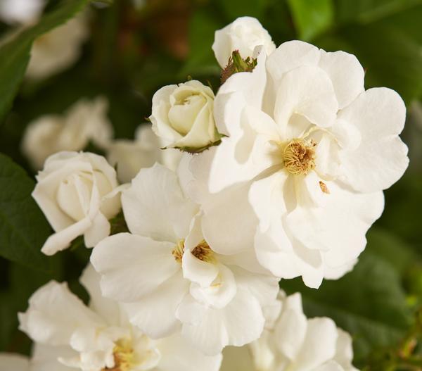 Ramblerrosen, verschiedene Sorten