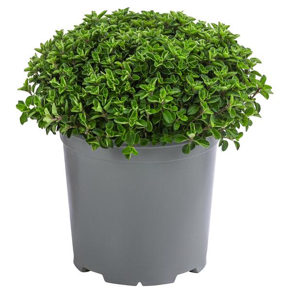 Dehner Gourmet Garten Oregano