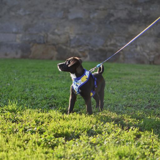 Coleira para cães Neo Mesh Nebula, multicolorida