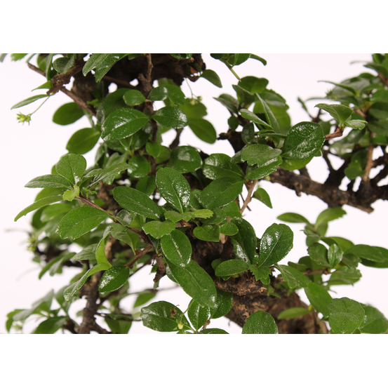 Kit Bonsai DIY