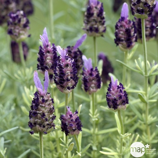 Lavandula stoechas Ped : ctr 3 litres RC