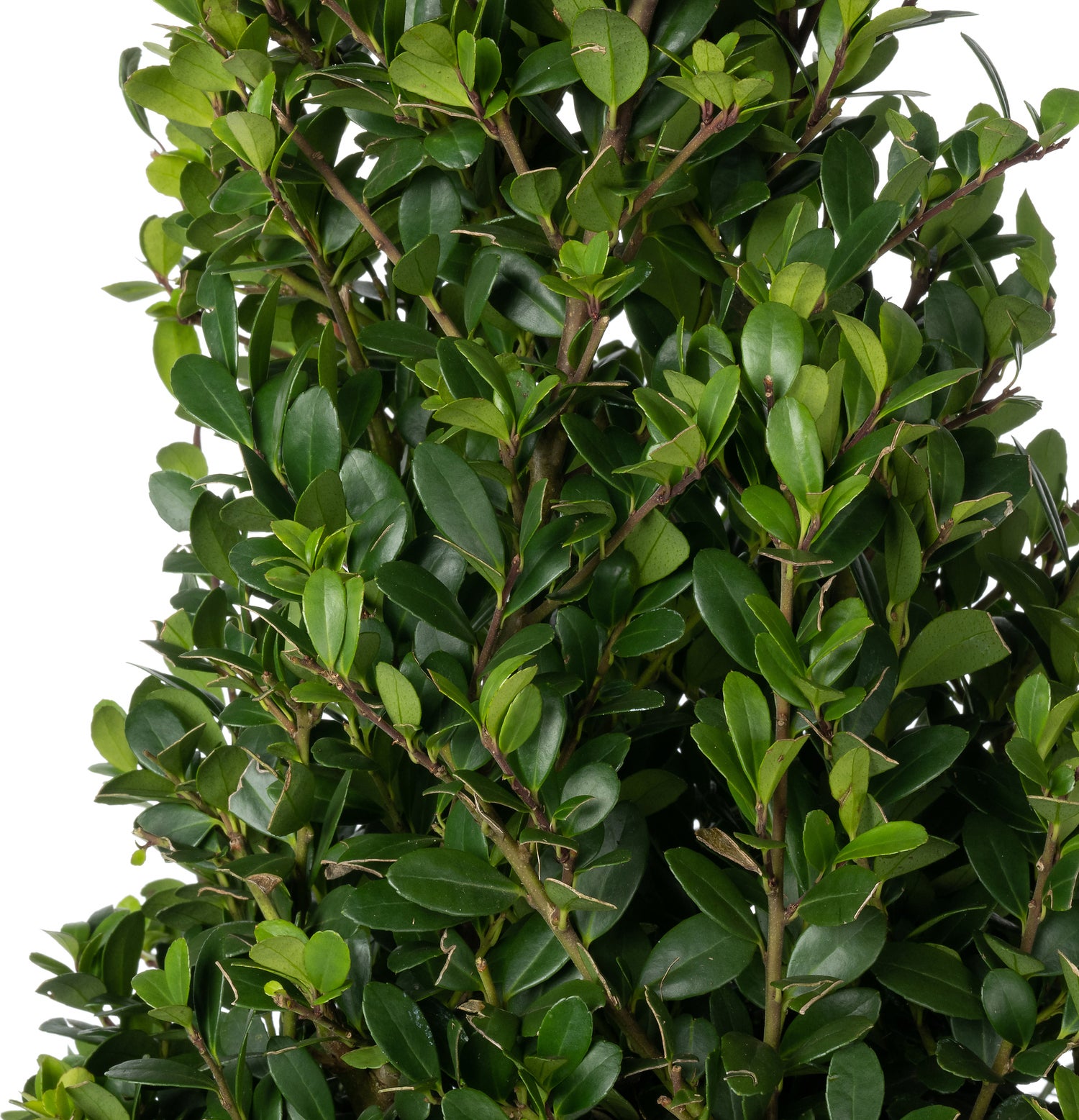 Japanse Hulst in kegelvorm (Ilex crenata 'Dark Green') D 19 H 30 cm