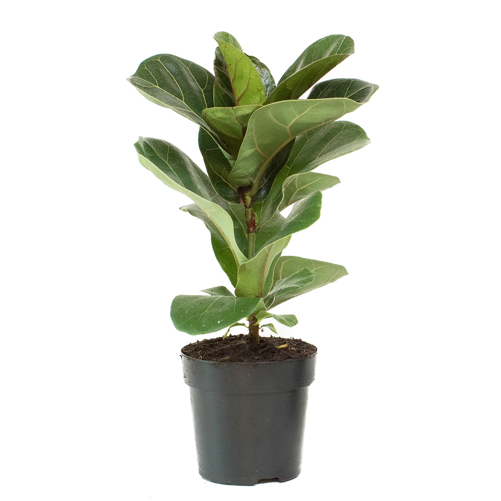 Ficus lyrata 'Bambino' Fiolinfiken Høyde 25 cm