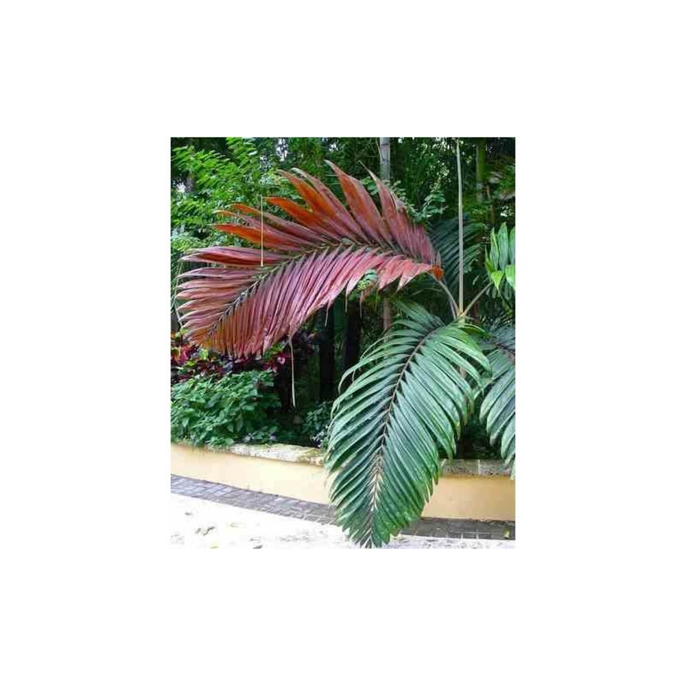 Chambeyronia macrocarpa rouge - taille pot de 140l - 200/250cm