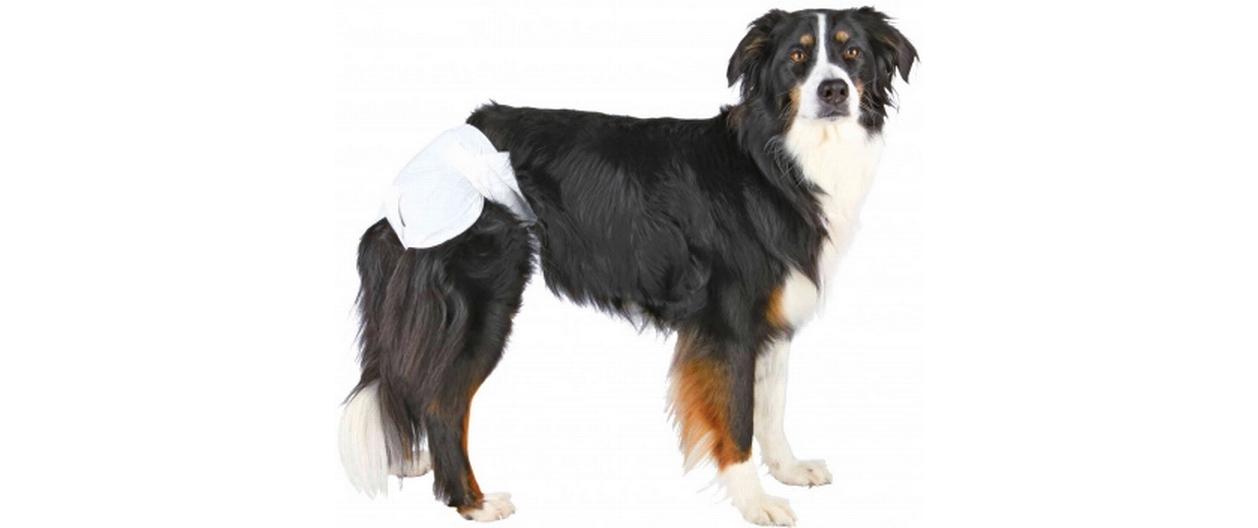 Windeln für Hündinnen, XS-S, 20-28 cm, 12 St.Windeln für Hunde