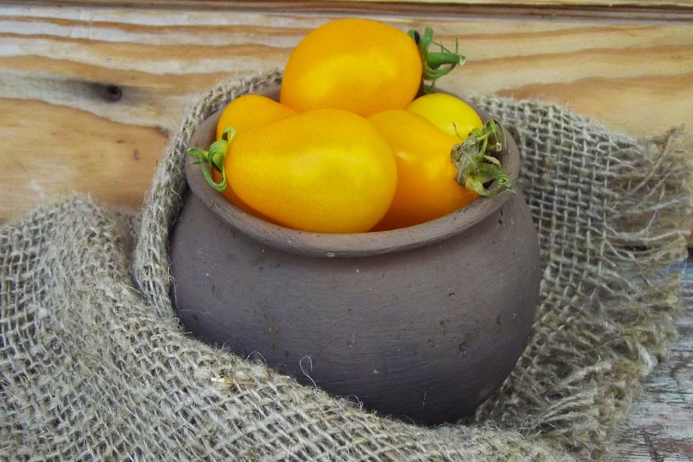 Bio - tomate - yellow submarine - 10 graines - avec substrat - solanum lycopersicum