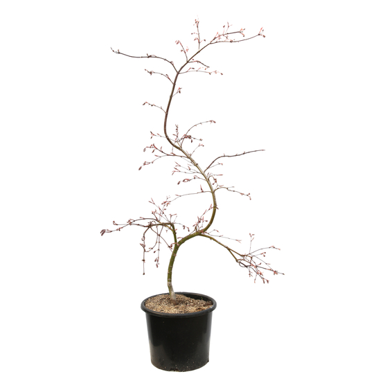 L'Acer palmatum Dissectum Inaba Shidare : pot 15L
