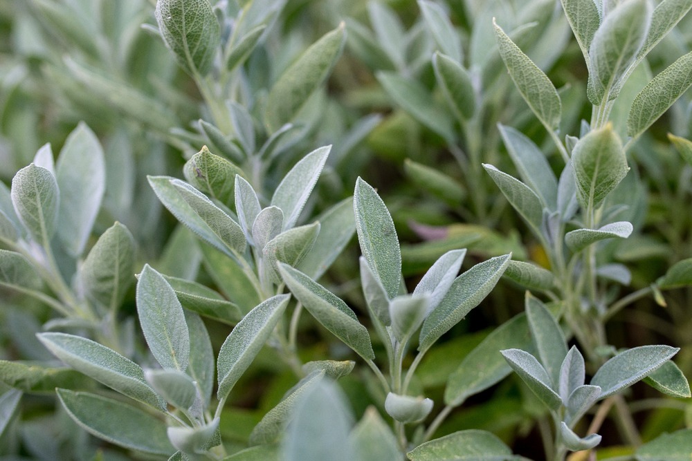 Kit cadeau - bio - sauge - 60 graines - salvia officinalis
