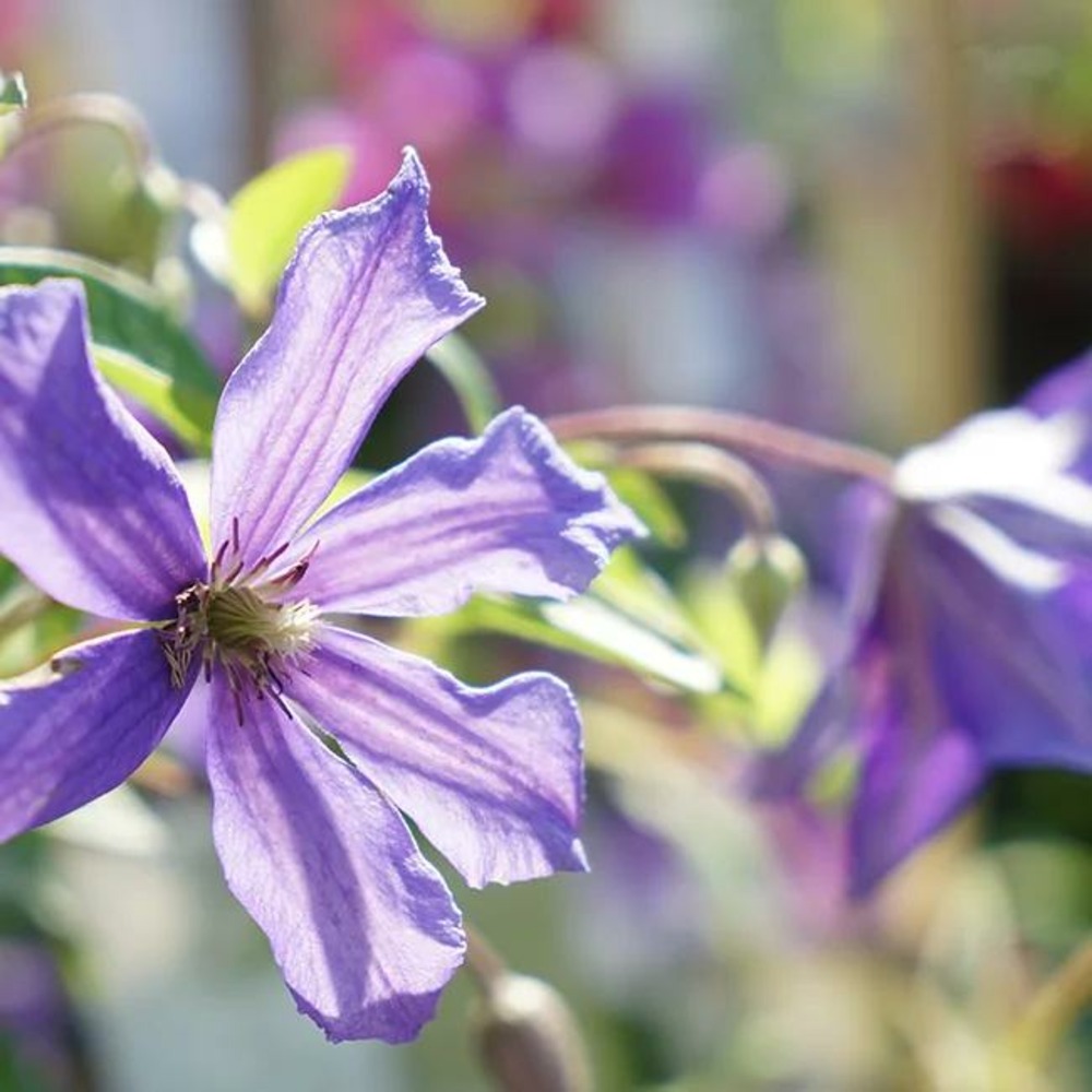 Clématite 'semu' - clematis 3l
