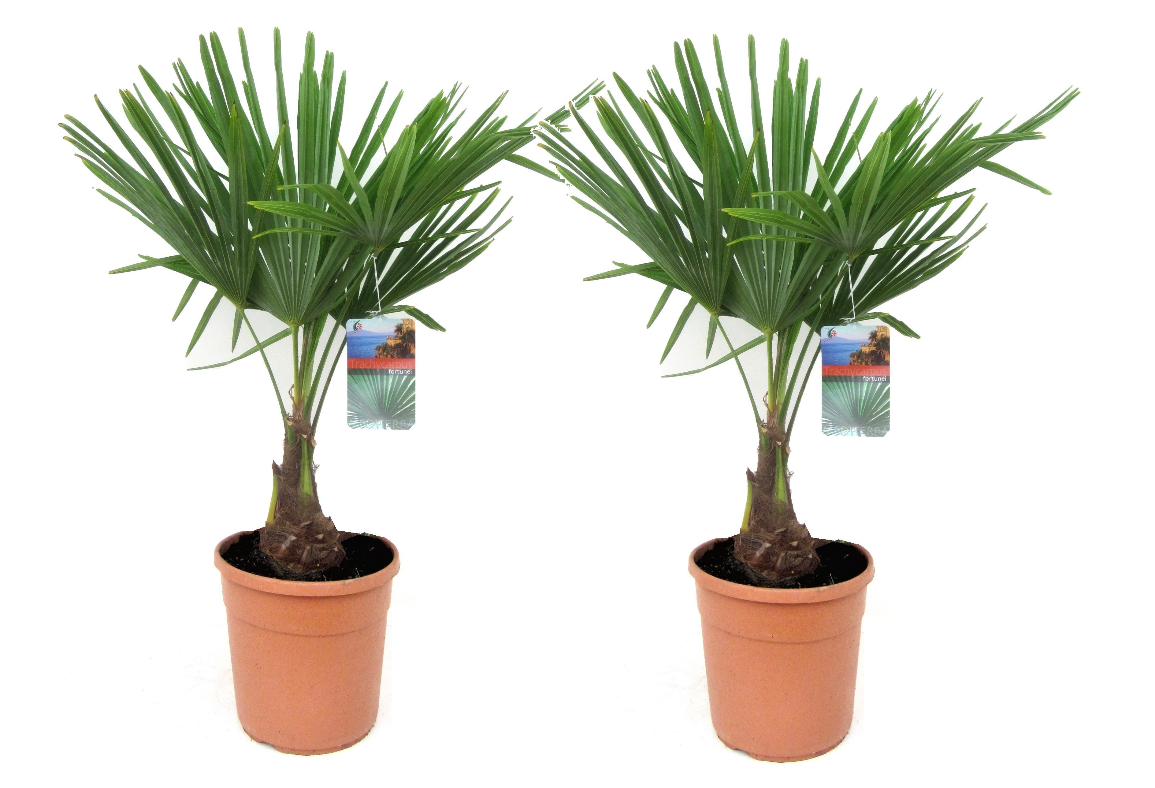 Trachycarpus fortunei - set de 2 - palmier éventail - pot 21cm - hauteur 65-75cm