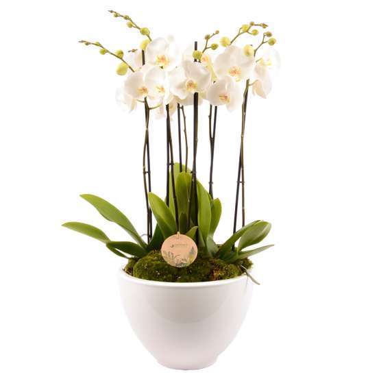 Composition Phalaenopsis 6 tiges