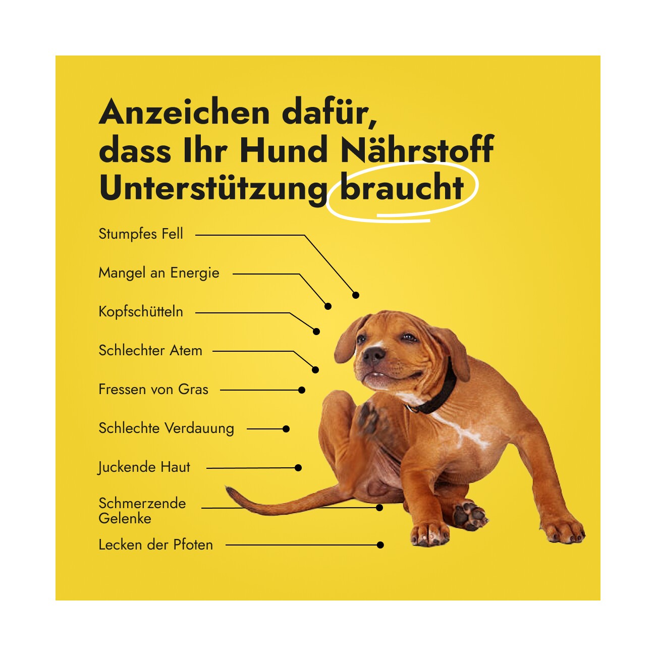 Petsy Labs Petstile Canine Booster 3 x 150g