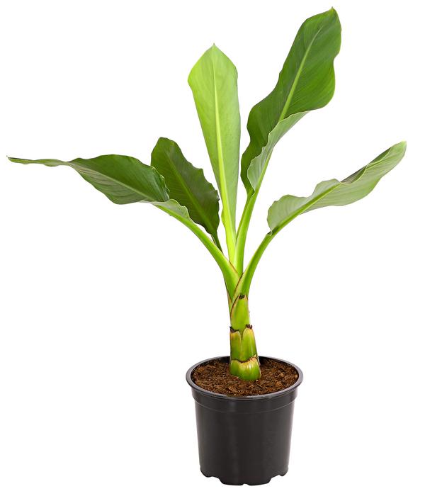 Goldene Lotusbanane - Musella lasiocarpa
