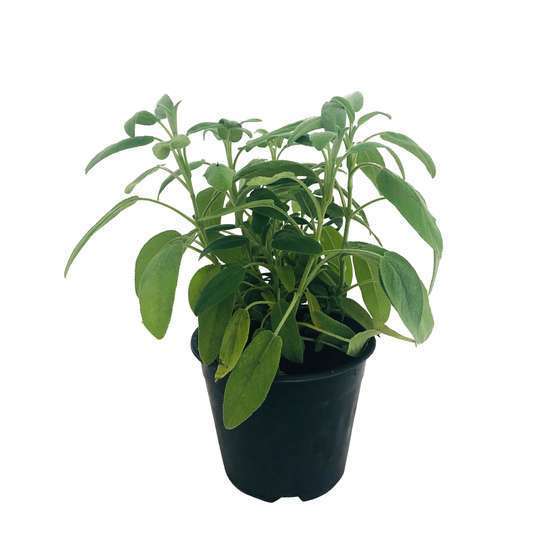 Plant de sauge officinale : pot de 1 litre