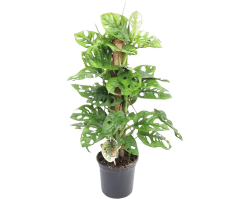 Gatenplant met gaten, mosstok FloraSelf Monstera adansonii H ca. 75 cm Ø 16 cm pot