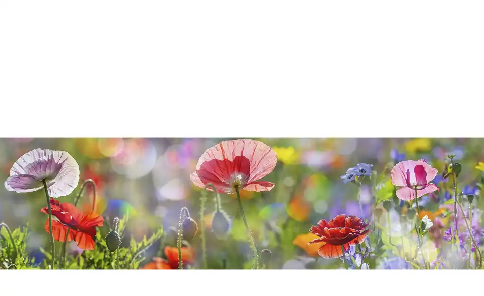 Küchenrückwand-Folie Fixy Summer Meadow 450 cm Summer Meadow